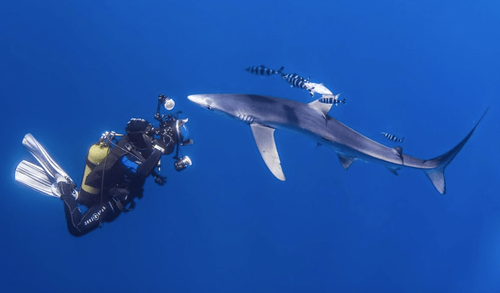 Fotografía Submarina Muybuceo.com