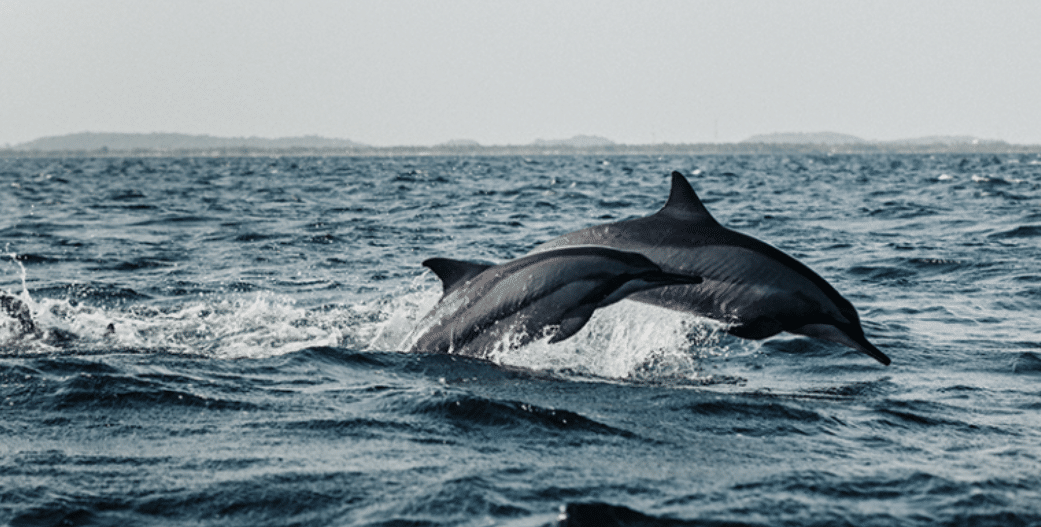 Delfines muybuceo